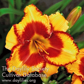 Daylily Just at Zenith